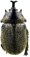 Megasoma thersites.jpg